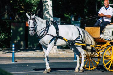 Sevilla İspanya 4 Temmuz 2021 Sevilla 'da fayton gezisi. Seville 'in tarihi merkezine git ve at arabası gezisi sırasında insanlar ana anıtları düşünebilecek.