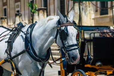 Sevilla İspanya 6 Temmuz 2021 Sevilla 'da fayton gezisi. Seville 'in tarihi merkezine git ve at arabası gezisi sırasında insanlar ana anıtları düşünebilecek.