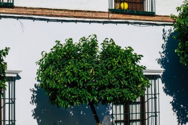 Carmona İspanya 18 Temmuz 2021 Carmona 'da Avrupa' nın Parlak Yıldızı olarak adlandırılan caddelerde yetişen portakal ağacı, tipik bir dar ve dolambaçlı Arap yerleşimini gösteriyor.