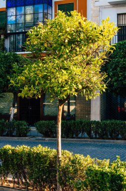 Carmona İspanya 18 Temmuz 2021 Carmona 'da Avrupa' nın Parlak Yıldızı olarak adlandırılan caddelerde yetişen portakal ağacı, tipik bir dar ve dolambaçlı Arap yerleşimini gösteriyor.