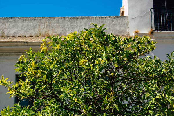 Carmona Spain July 18, 2021 Orange tree growing in the streets of Carmona called The Bright Star of Europe, the town shows a typical narrow and meandering Arabic layout