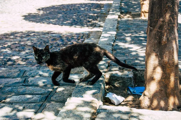 セビリアスペイン2021年7月23日スペイン南部のアンダルシア地方の象徴的な都市と首都セビリアの街の国内猫 — ストック写真