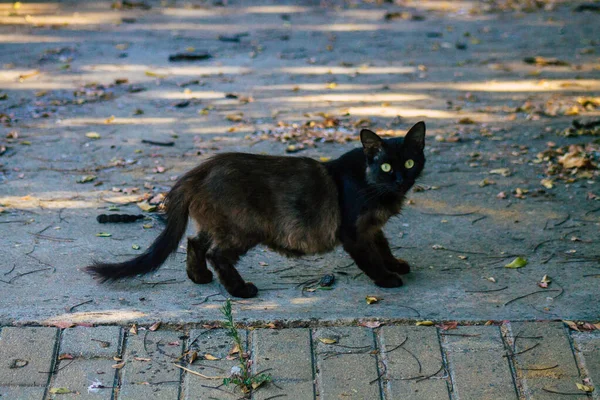 Sevilla Automatische Übersetzung Juli 2021 Hauskatze Den Straßen Von Sevilla — Stockfoto