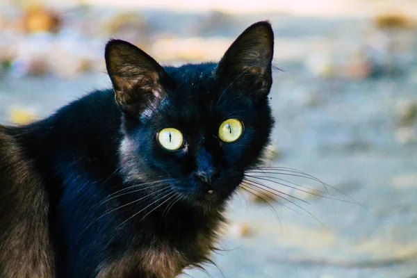 Sevilla Automatische Übersetzung Juli 2021 Hauskatze Den Straßen Von Sevilla — Stockfoto