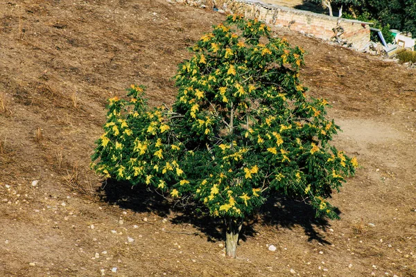 Carmona Automatische Übersetzung Juli 2021 Landschaft Von Carmona Andalusien Süden — Stockfoto