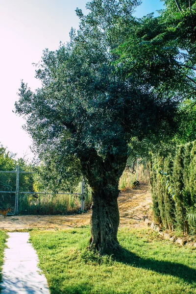 Carmona Spanien August 2021 Blick Auf Den Garten Der Anis — Stockfoto