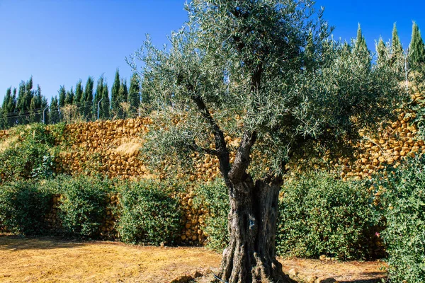 Carmona Spain August 2021 Garden View Anise Factory Los Hermanos — Stock Photo, Image