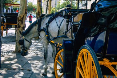 Seville İspanya 11 Ağustos 2021 Seville 'in tarihi merkezinde at arabasıyla gezintiye çıktı ve at arabası gezisi sırasında insanlar ana anıtları düşünebilecek.