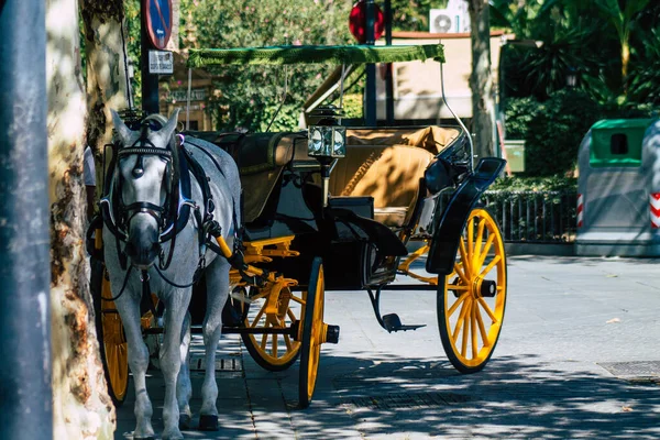 Seville Spain August 2021 Horse Drawn Carriage Ride Historic Center — Stock Photo, Image