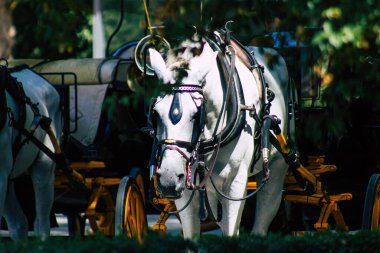 Seville İspanya 21 Ağustos 2021 Coronavirüs salgını sırasında İspanya 'ya maske takarak at arabasıyla gitmek zorunludur.