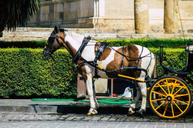 Seville İspanya 21 Ağustos 2021 Coronavirüs salgını sırasında İspanya 'ya maske takarak at arabasıyla gitmek zorunludur.