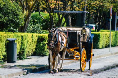 Seville İspanya 21 Ağustos 2021 Coronavirüs salgını sırasında İspanya 'ya maske takarak at arabasıyla gitmek zorunludur.