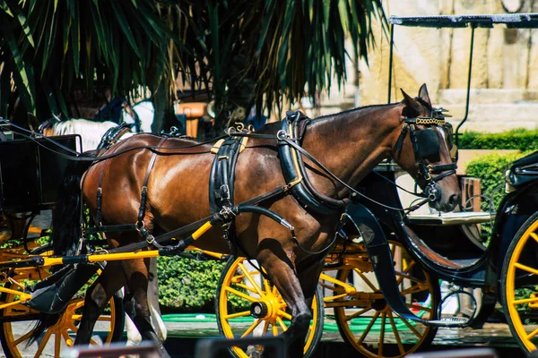 Sevilla España Agosto 2021 Paseo Carruaje Caballo Por Las Calles — Foto de Stock