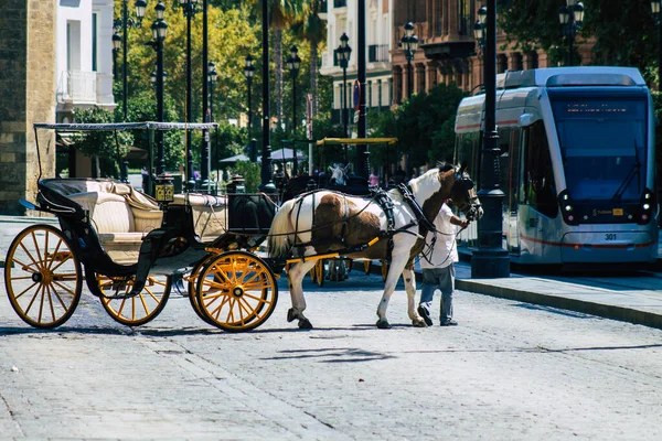 Севилья Испания Августа 2021 Года Лошадь Нарисована Карета Ездить Улицам — стоковое фото