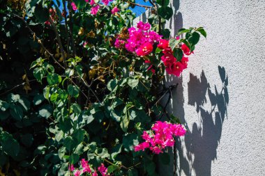 Seville İspanya 21 Ağustos 2021 İspanya 'nın güneyinde, sembolik bir şehir ve Endülüs Bölgesi' nin başkenti olan Sevilla sokaklarında çiçek açan doğa.