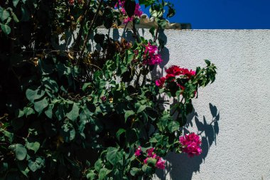 Seville İspanya 21 Ağustos 2021 İspanya 'nın güneyinde, sembolik bir şehir ve Endülüs Bölgesi' nin başkenti olan Sevilla sokaklarında çiçek açan doğa.