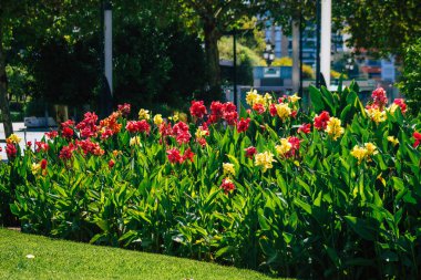 Seville İspanya 21 Ağustos 2021 İspanya 'nın güneyinde, sembolik bir şehir ve Endülüs Bölgesi' nin başkenti olan Sevilla sokaklarında çiçek açan doğa.