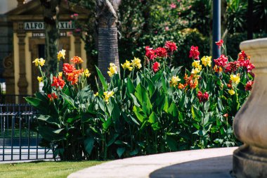 Seville İspanya 21 Ağustos 2021 İspanya 'nın güneyinde, sembolik bir şehir ve Endülüs Bölgesi' nin başkenti olan Sevilla sokaklarında çiçek açan doğa.