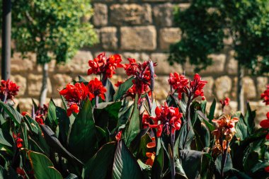 Seville İspanya 21 Ağustos 2021 İspanya 'nın güneyinde, sembolik bir şehir ve Endülüs Bölgesi' nin başkenti olan Sevilla sokaklarında çiçek açan doğa.