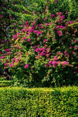 Seville İspanya 21 Ağustos 2021 İspanya 'nın güneyinde, sembolik bir şehir ve Endülüs Bölgesi' nin başkenti olan Sevilla sokaklarında çiçek açan doğa.