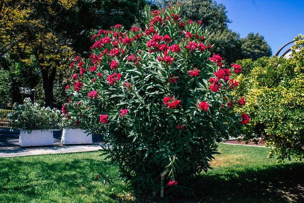 Sevilla Automatische Übersetzung August 2021 Natur Voller Blüte Den Straßen — Stockfoto