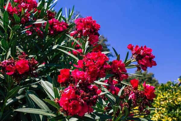 Sevilha Espanha Agosto 2021 Natureza Floresce Nas Ruas Sevilha Cidade — Fotografia de Stock