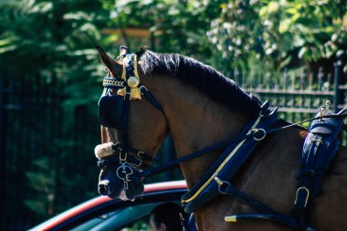 Sevilla İspanya 28 Ağustos 2021 Coronavirüs salgını sırasında Seville sokaklarında at arabası gezintisi yapmak zorunludur, maske takmak zorunludur.