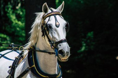 Sevilla İspanya 28 Ağustos 2021 Coronavirüs salgını sırasında Seville sokaklarında at arabası gezintisi yapmak zorunludur, maske takmak zorunludur.