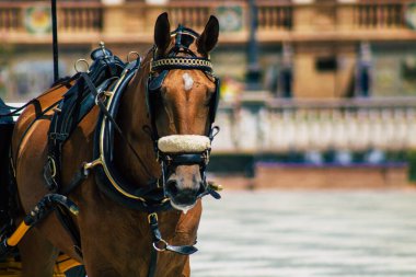 Sevilla İspanya 28 Ağustos 2021 Coronavirüs salgını sırasında Seville sokaklarında at arabası gezintisi yapmak zorunludur, maske takmak zorunludur.