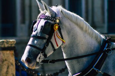 Sevilla İspanya 28 Ağustos 2021 Coronavirüs salgını sırasında Seville sokaklarında at arabası gezintisi yapmak zorunludur, maske takmak zorunludur.