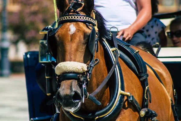 セビリアスペイン2021年8月28日スペインを襲ったコロナウイルス発生の間 セビリアの通りを馬が馬車に乗って描き マスクを着用することは必須です — ストック写真