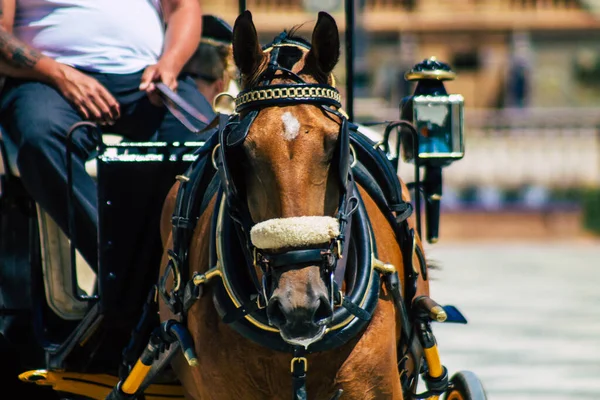 Sevilla Spanje Augustus 2021 Paardenkoetsrit Door Straten Van Sevilla Tijdens Rechtenvrije Stockafbeeldingen