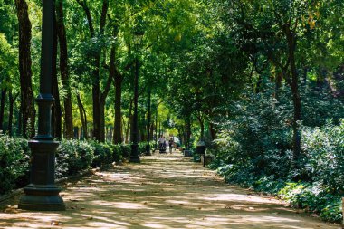 Seville İspanya 28 Ağustos 2021 'de Maria Luisa Parkı, İspanya' nın güneyindeki Endülüs Bölgesi 'nin başkenti ve sembolik şehri Sevilla' nın ilk yeşil akciğerlerinden biridir.