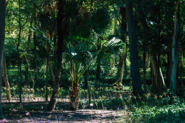 Seville İspanya 28 Ağustos 2021 'de Maria Luisa Parkı, İspanya' nın güneyindeki Endülüs Bölgesi 'nin başkenti ve sembolik şehri Sevilla' nın ilk yeşil akciğerlerinden biridir.