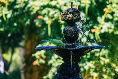 Seville İspanya 28 Ağustos 2021 'de Maria Luisa Parkı, İspanya' nın güneyindeki Endülüs Bölgesi 'nin başkenti ve sembolik şehri Sevilla' nın ilk yeşil akciğerlerinden biridir.