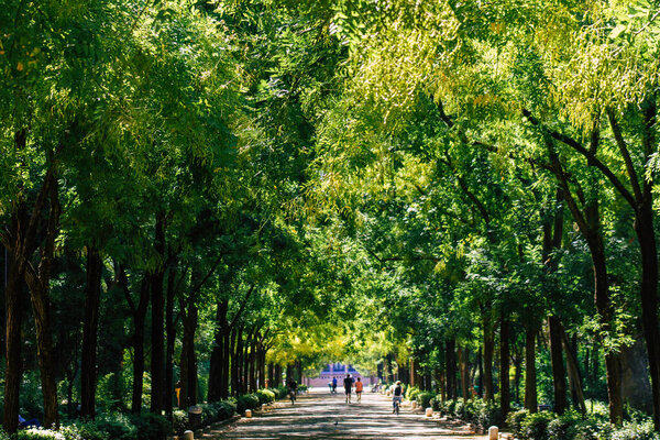 Seville Spain August 28, 2021 Maria Luisa Park is the first urban park and one of the green lungs of Seville, emblematic city and capital of the Andalusia region, in southern Spain