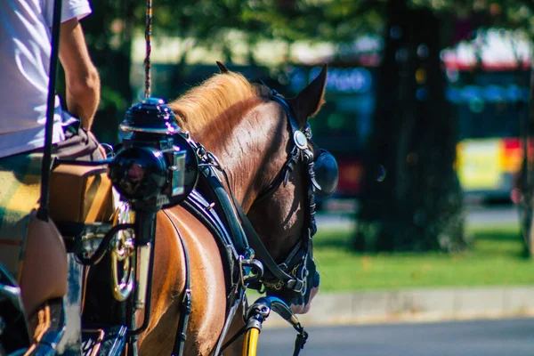 Sevilha Espanha Setembro 2021 Passeio Carruagem Puxado Cavalo Pelas Ruas — Fotografia de Stock