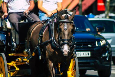 18 Eylül 2021 'de İspanya' da koronavirüs salgını sırasında Seville sokaklarında at arabasıyla dolaşmak zorunludur. Maske takmak zorunludur.