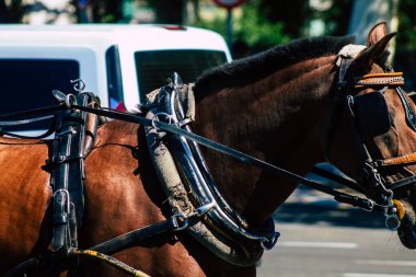 18 Eylül 2021 'de İspanya' da koronavirüs salgını sırasında Seville sokaklarında at arabasıyla dolaşmak zorunludur. Maske takmak zorunludur.