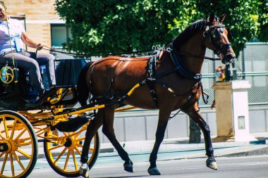 18 Eylül 2021 'de İspanya' da koronavirüs salgını sırasında Seville sokaklarında at arabasıyla dolaşmak zorunludur. Maske takmak zorunludur.