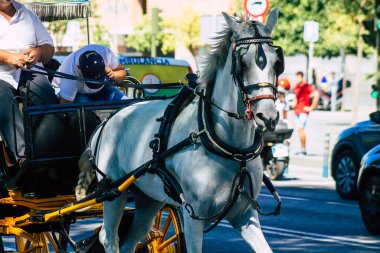 18 Eylül 2021 'de İspanya' da koronavirüs salgını sırasında Seville sokaklarında at arabasıyla dolaşmak zorunludur. Maske takmak zorunludur.