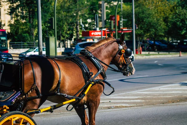 Sevilla España Septiembre 2021 Paseo Carruaje Caballo Por Las Calles — Foto de Stock