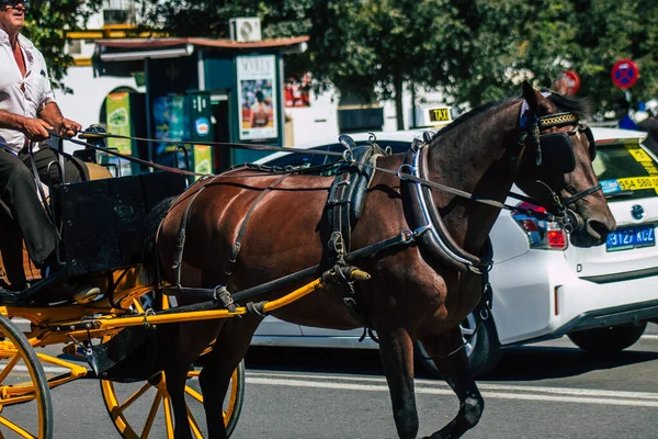 Sevilla España Septiembre 2021 Paseo Carruaje Caballo Por Las Calles — Foto de Stock