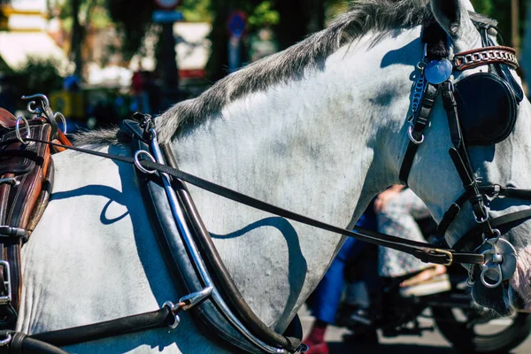 セビリアスペイン2021年9月18日スペインを襲ったコロナウイルスの流行の間 セビリアの通りを馬が馬車に乗って描き マスクを着用することは必須です — ストック写真