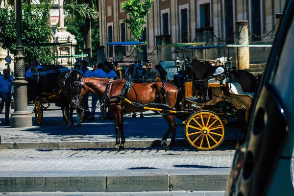 2021年9月18日 西班牙塞维利亚的马拉着马车穿过塞维利亚的街道 在西班牙爆发的禽流感中 戴口罩是必须的 — 图库照片