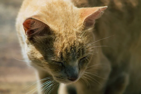 스페인 세비야 2021 스페인 남부의 상징적 안달루시아 세비야의 거리에 집고양이 — 스톡 사진