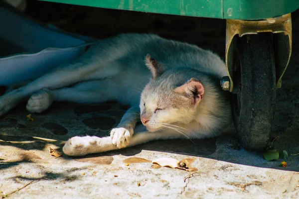 Sevilha Espanha Setembro 2021 Gato Doméstico Nas Ruas Sevilha Cidade — Fotografia de Stock