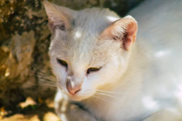 Siviglia Spagna Settembre 2021 Gatto Domestico Strade Siviglia Città Emblematica — Foto Stock