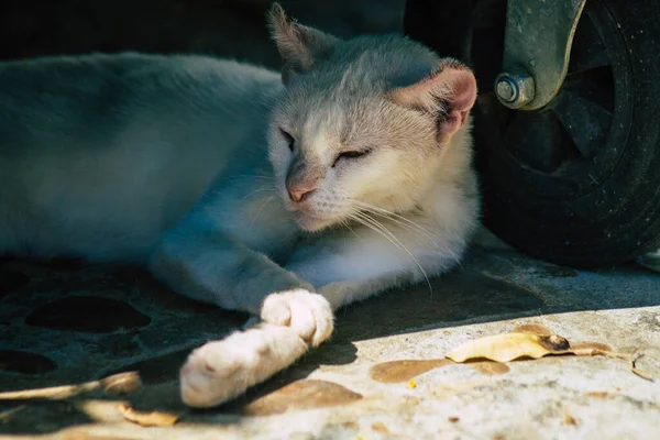 Sevilha Espanha Setembro 2021 Gato Doméstico Nas Ruas Sevilha Cidade — Fotografia de Stock