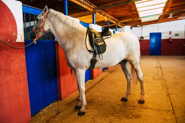 Seville Spain September 2021 Unidentified Spanish People Tending Horses Hacienda — Stock Photo, Image